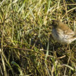 Pipit farlouse